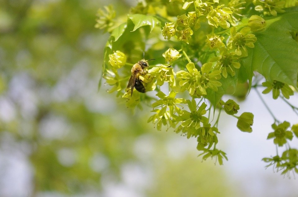 ¿Alguna vez, buscando frutas en un árbol, te has encontrado con abejas?