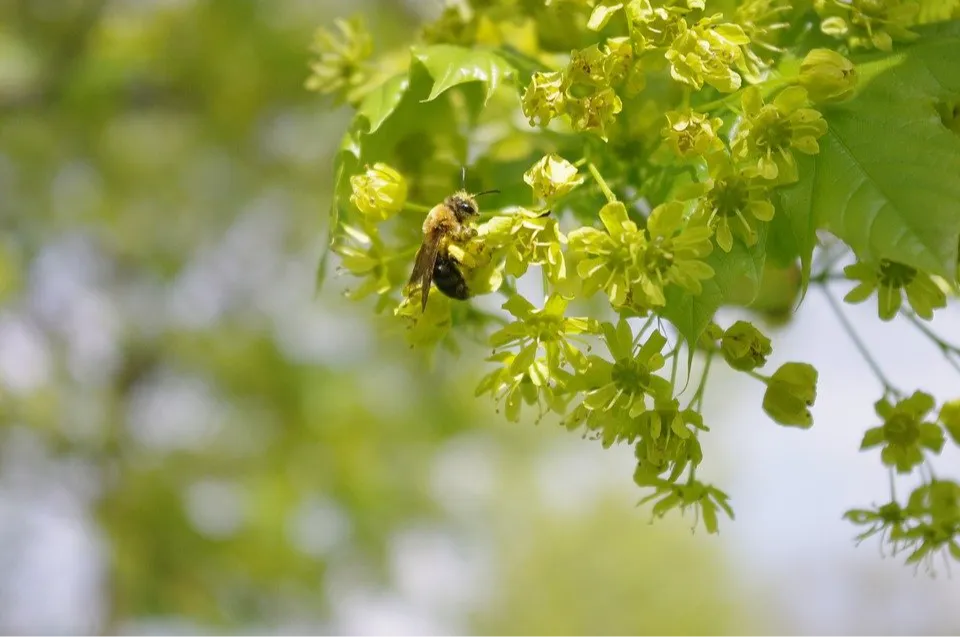 ¿Alguna vez, buscando frutas en un árbol, te has encontrado con abejas?