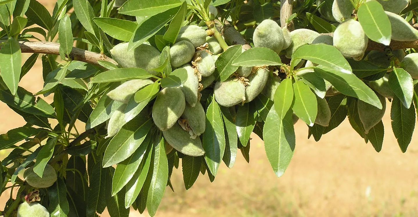 El Almendro