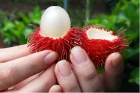 ¿Has probado alguna fruta injertada?